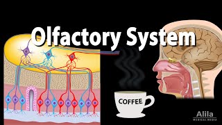 Olfactory System Anatomy and Physiology Pathways Animation [upl. by Fidele663]