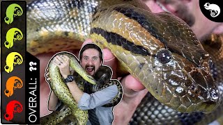 Green Anaconda The Best Pet Snake [upl. by Anaejer]