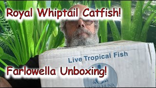 Royal Whiptail Catfish Unboxing [upl. by Hilleary905]