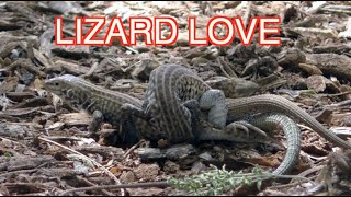 Whiptail Lizards Mating NARRATED [upl. by Airetas]