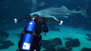 Georgia Aquarium Whale sharks and manta rays [upl. by Hough354]