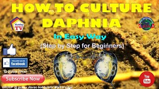 HOW TO CULTURE DAPHNIA In Easy Way [upl. by Benilda]