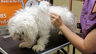 How to Groom A Matted Maltese [upl. by Klina]