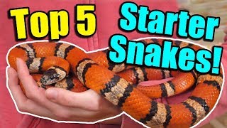 The Top 5 BEST Beginner Snakes [upl. by Flossie196]