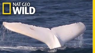 A Rare White Whale Spotted Near Australia  Nat Geo Wild [upl. by Jalbert544]