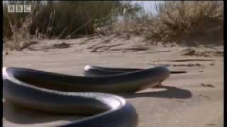 How snakes move amp run  Serpent  BBC Animals [upl. by Algar]